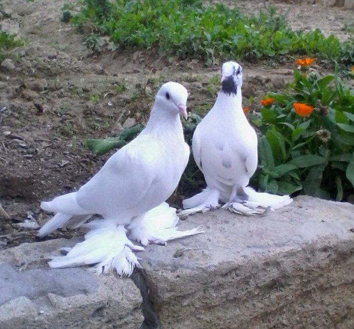 Satilir 3u 60aZn 2si erkey biri mayadi saglam heyvanlardi barter yoxdu