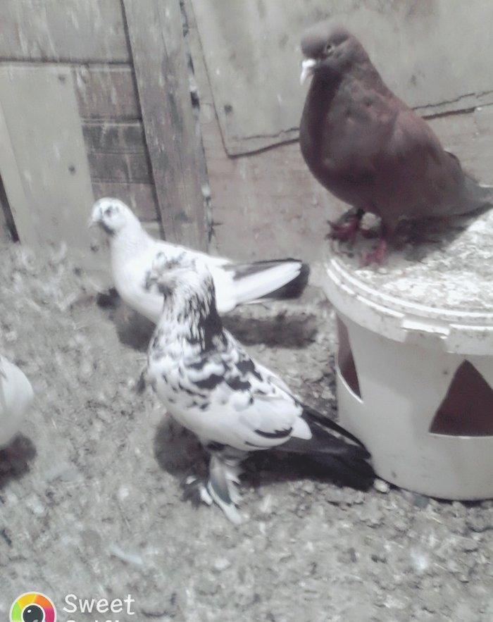 Satilir 3u 60aZn 2si erkey biri mayadi saglam heyvanlardi barter yoxdu