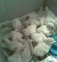 Продаются мало использованные инкубаторы. 104  куриных + 50 гусиных и