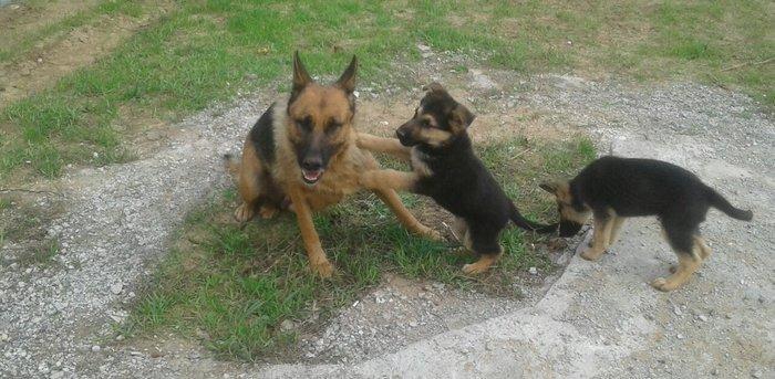 Afcarka satiram 3 aylig erkey tam ssglam 2 peyvendi vurulub qurd derma