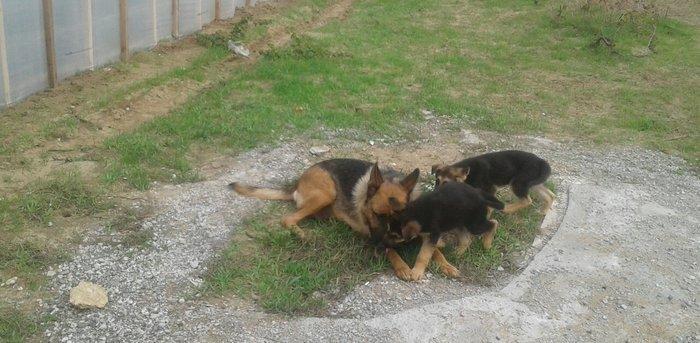 Afcarka satiram 3 aylig erkey tam ssglam 2 peyvendi vurulub qurd derma