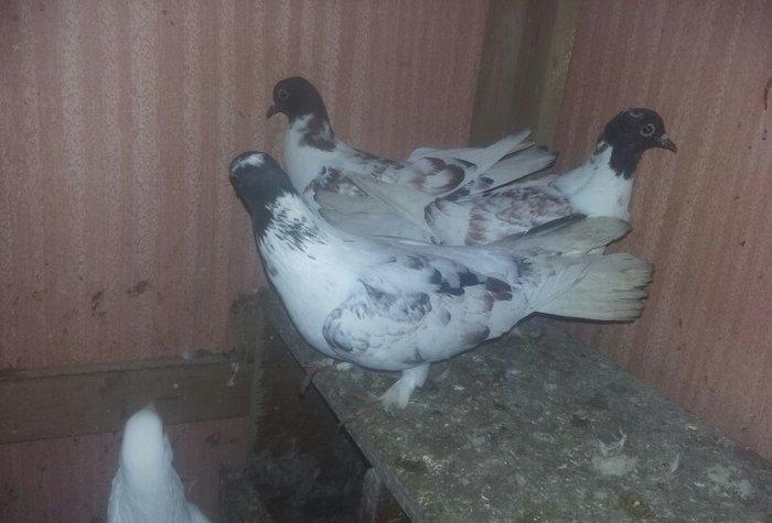 quşlar 1 cüt ana 3 cüt kəvən .250 manat son qiymət.Ramanadadlr.