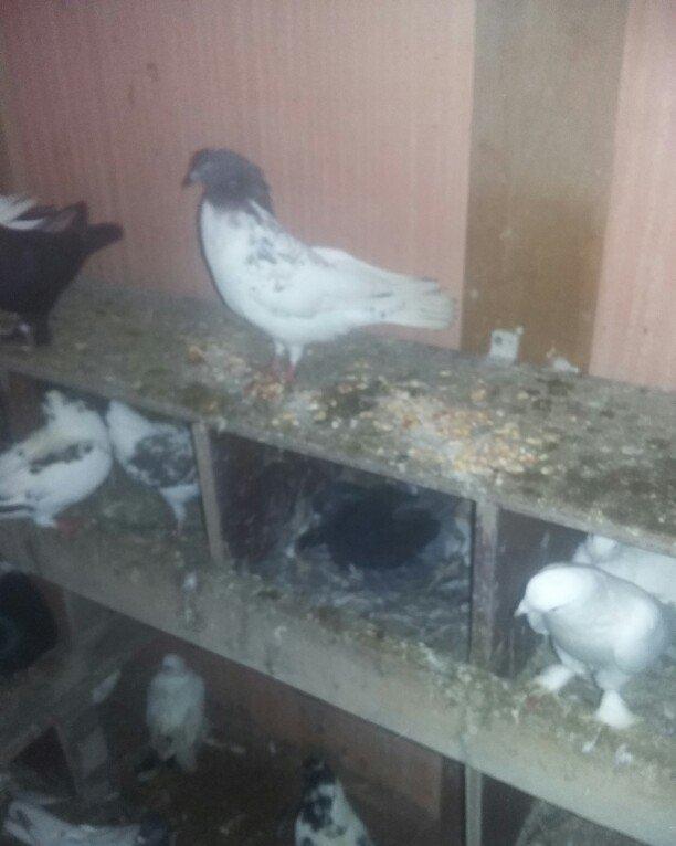 quşlar 1 cüt ana 3 cüt kəvən .250 manat son qiymət.Ramanadadlr.