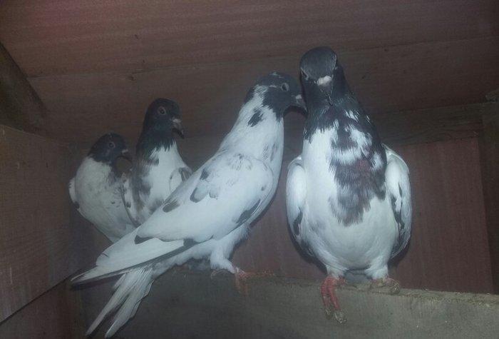 quşlar 1 cüt ana 3 cüt kəvən .250 manat son qiymət.Ramanadadlr.