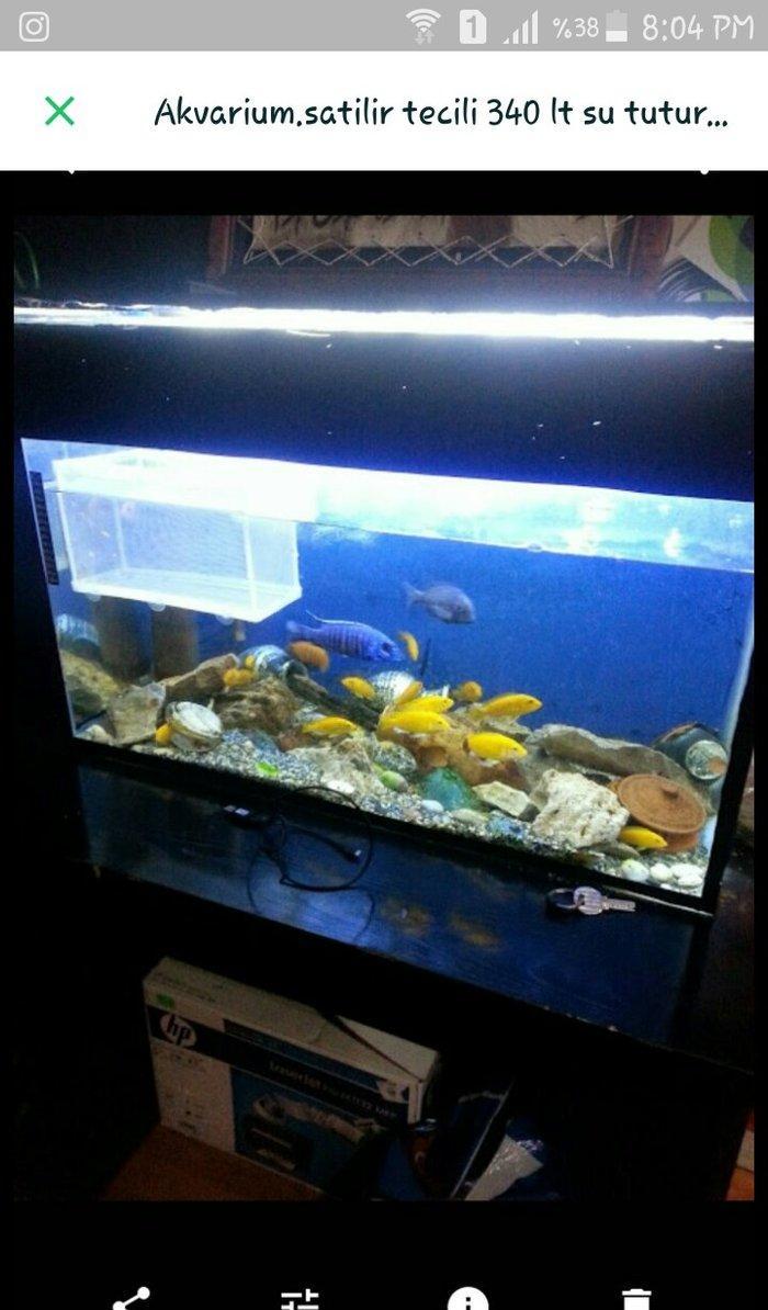 akvarium satilir 240 litr su tutur icinde 8 9 baliq var limonik  bala