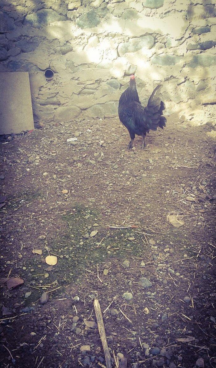 yaxsi yapon xoruzu satilir hele colpadi yaxsi sortu