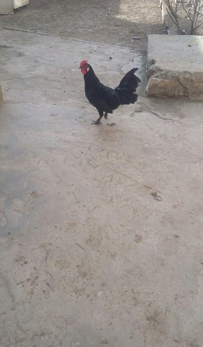 yaxsi yapon xoruzu satilir hele colpadi yaxsi sortu