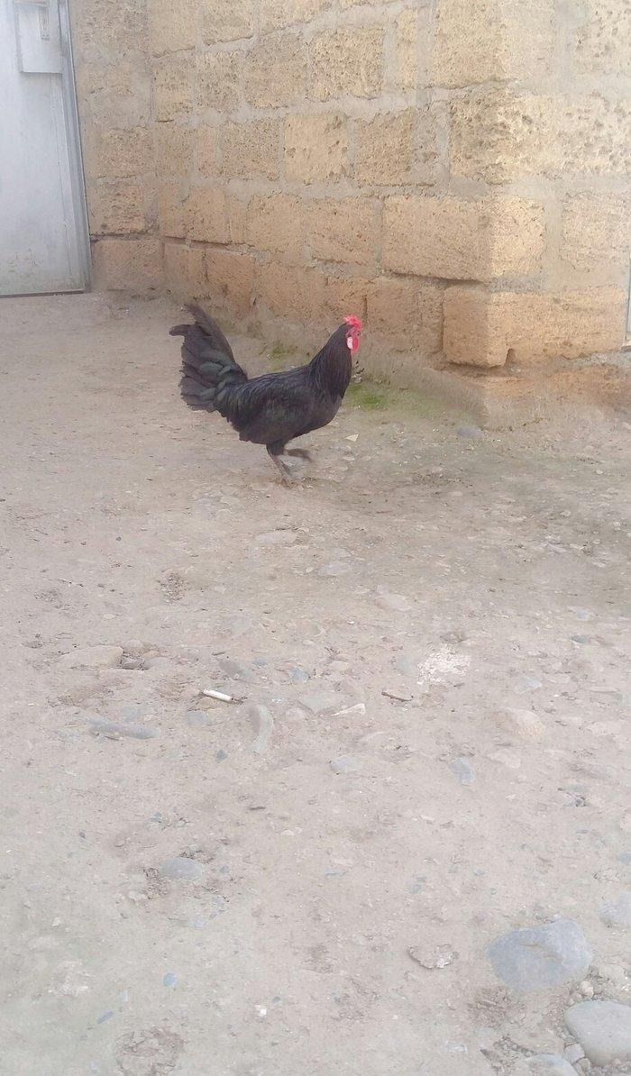 yaxsi yapon xoruzu satilir hele colpadi yaxsi sortu