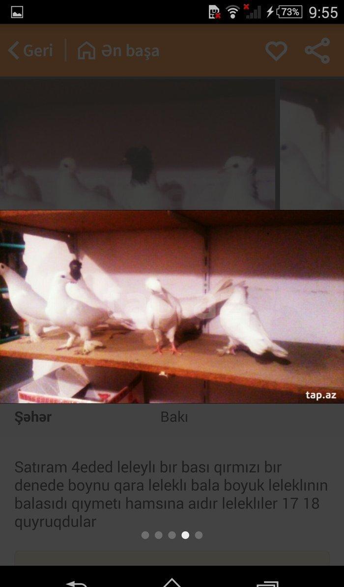satıram temız heyvanlardı ag lelekdıler dordu 17 18tukdu ıkı ıse bırı