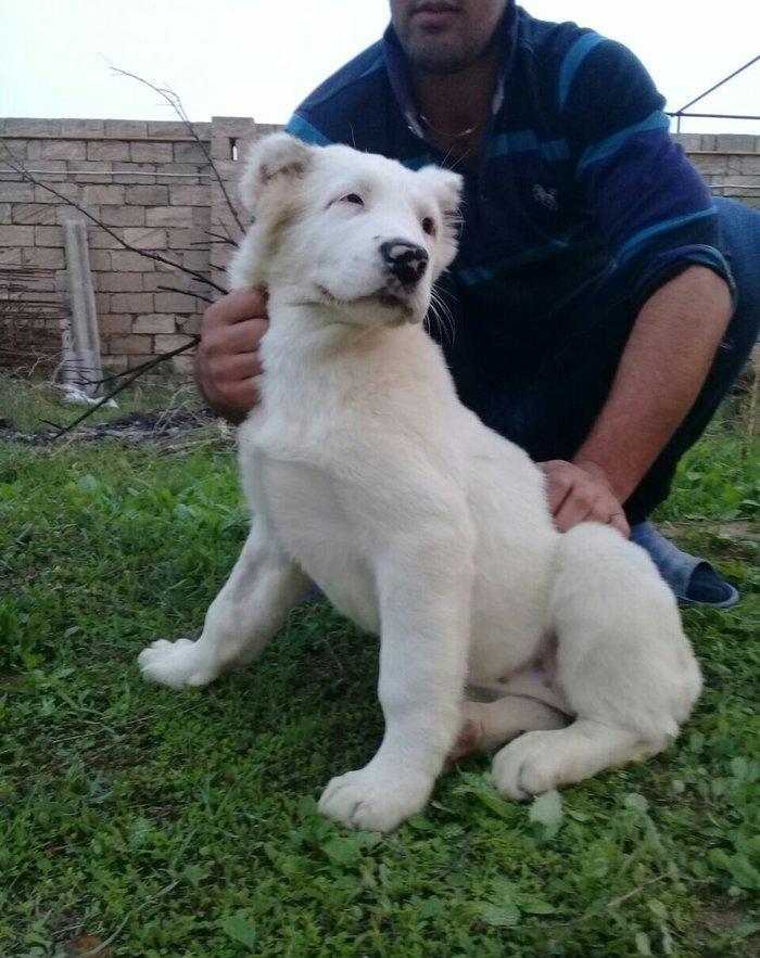 satlir alabydi elave mellumat whatsapp  ve ya telde elaqe saglaya bile