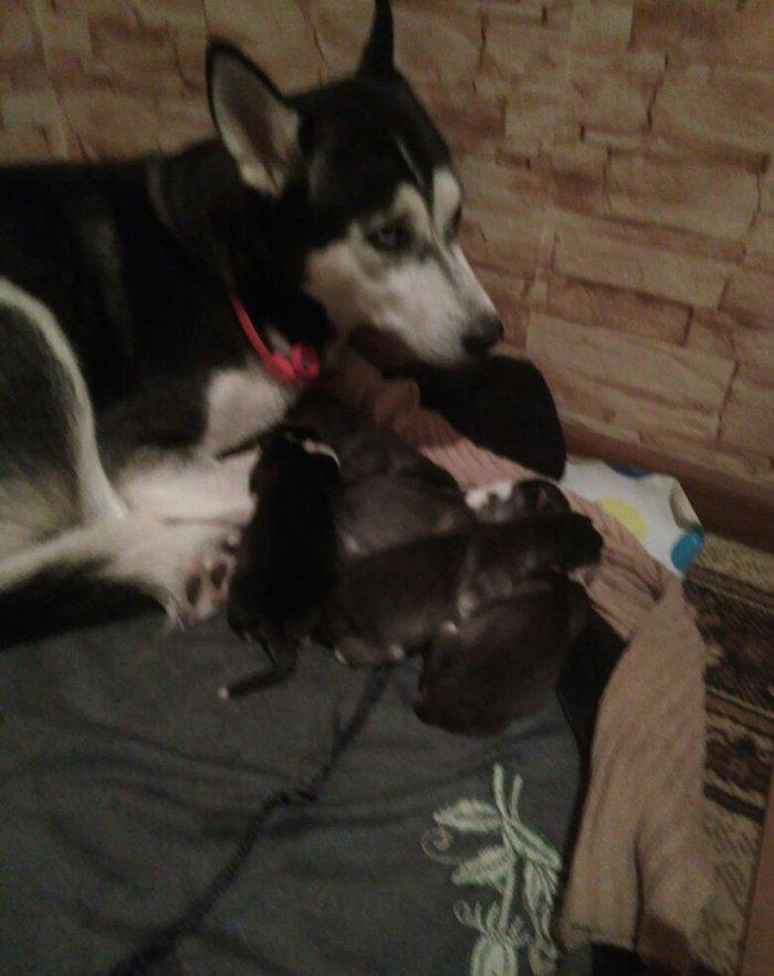 Xaski temiz qan balalari yeni olub isteyen indiden gelib baxib sece