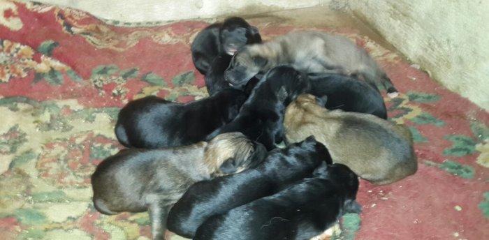 atasi nemeski anasi yevropeski balalar satilir 1 ay tamam olandan sonr