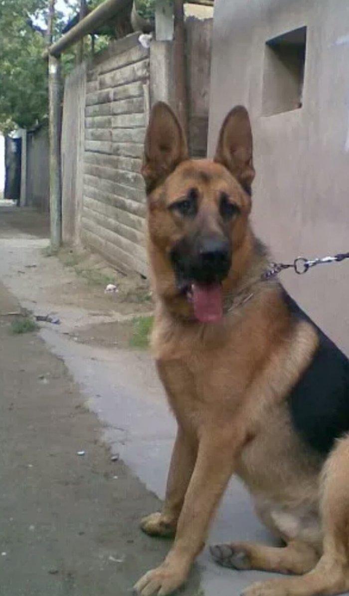 atasi nemeski anasi yevropeski balalar satilir 1 ay tamam olandan sonr