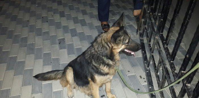 atasi nemeski anasi yevropeski balalar satilir 1 ay tamam olandan sonr