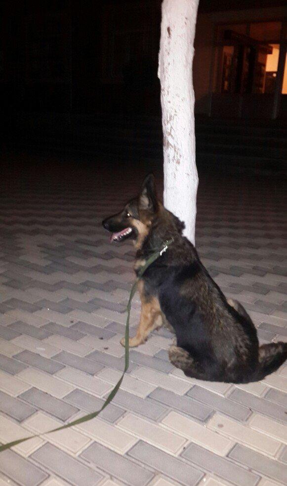 atasi nemeski anasi yevropeski balalar satilir 1 ay tamam olandan sonr