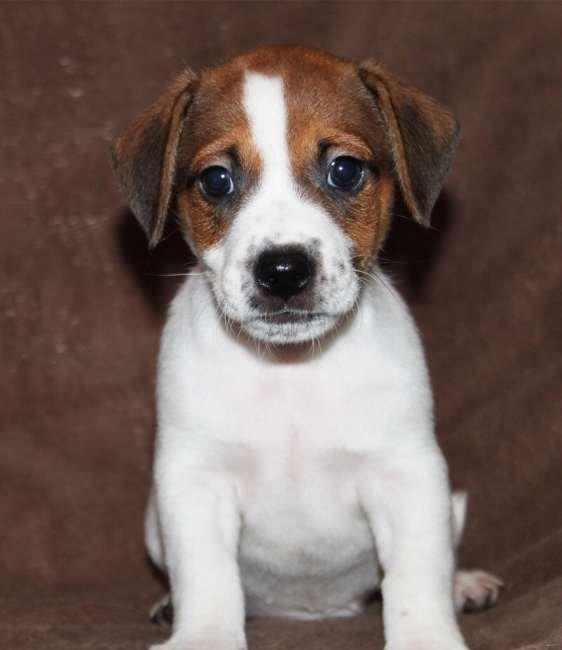 Встречам Новый Год «год Собаки» с самой лучшей, умной и веселой