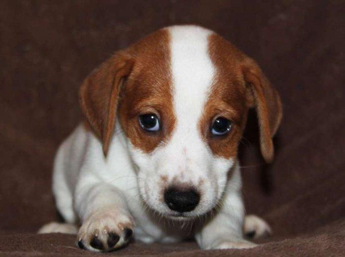 Встречам Новый Год «год Собаки» с самой лучшей, умной и веселой