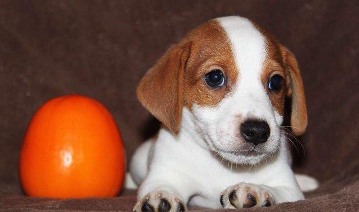 Встречам Новый Год «год Собаки» с самой лучшей, умной и веселой