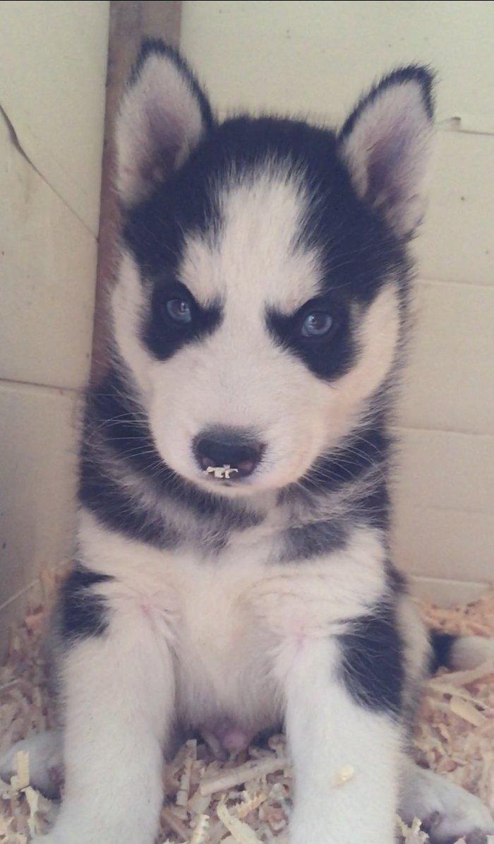 Salam temiz xaski balası satılır 1 ay 13 günlük qurd dermanı verilib 1