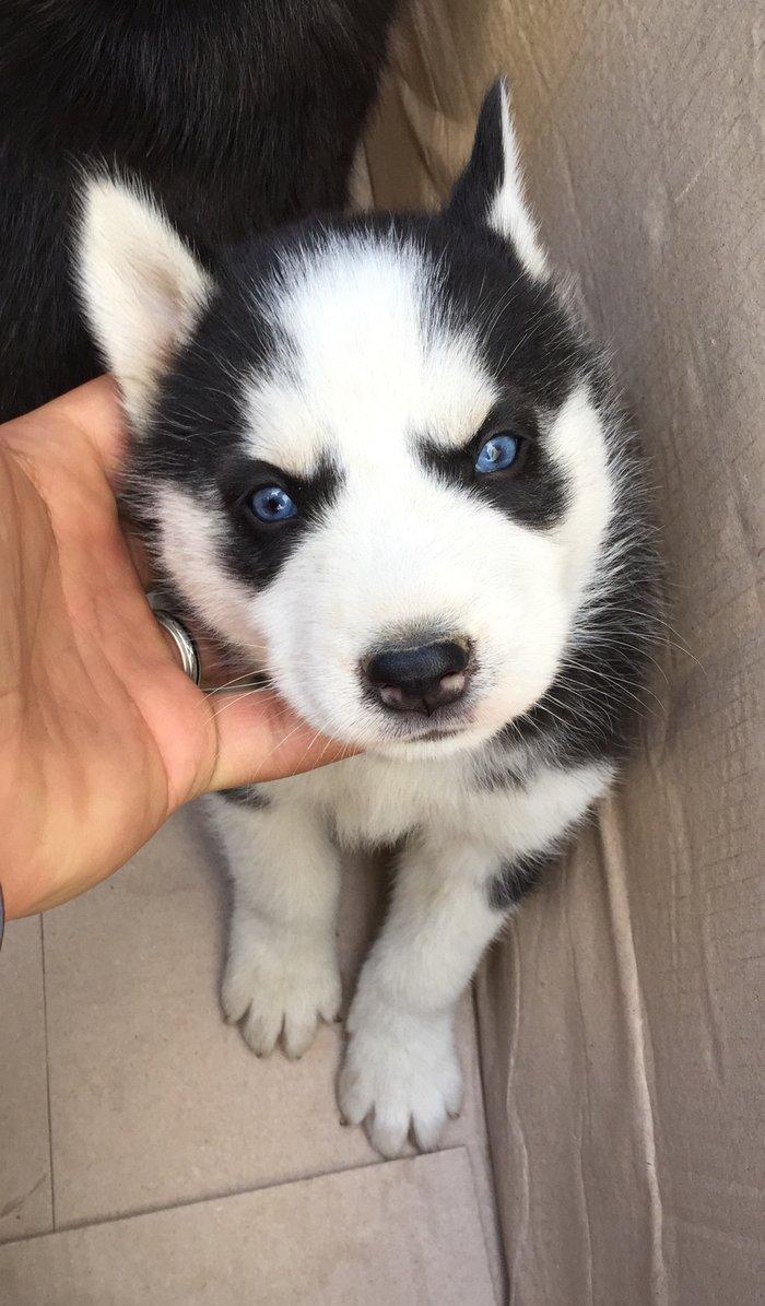 Salam temiz xaski balası satılır 1 ay 13 günlük qurd dermanı verilib 1