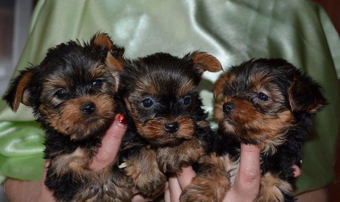 Дети Йоркширского терьера 4 девочки и 2 мальчика.Дети Йоркширского
