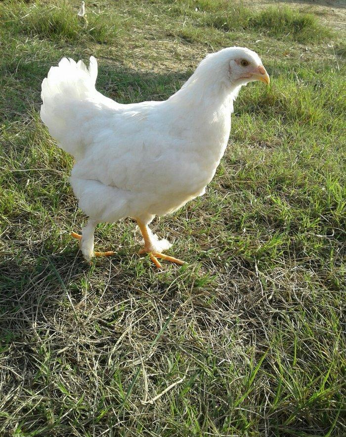 Ag brama gold blac bule sultan gold ag rahibe cuceleri satilir heresin