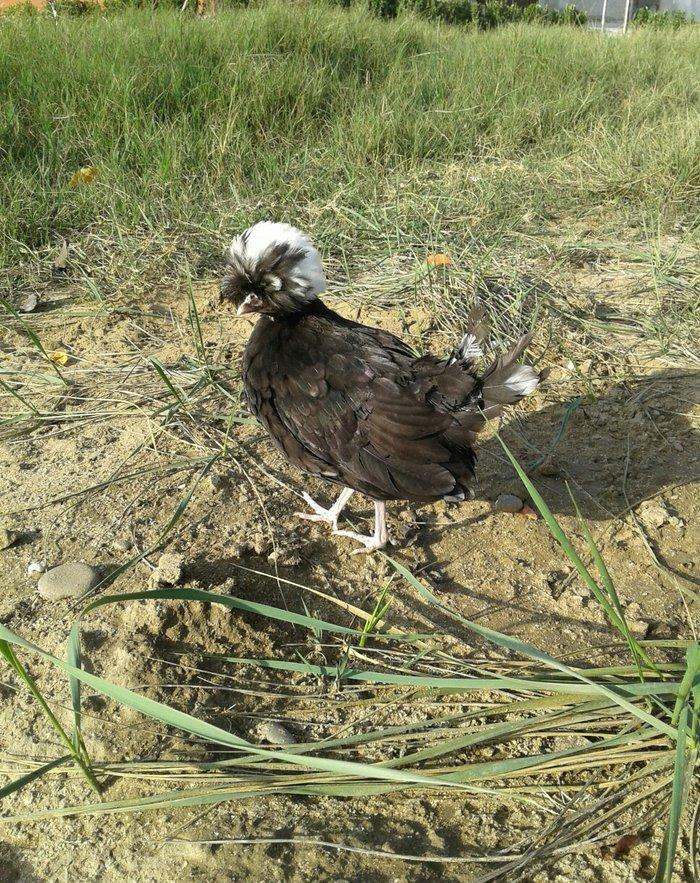 Ag brama gold blac bule sultan gold ag rahibe cuceleri satilir heresin