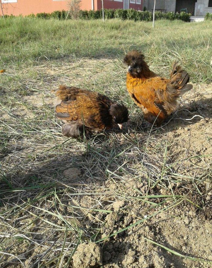 Ag brama gold blac bule sultan gold ag rahibe cuceleri satilir heresin