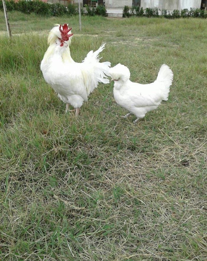 Ag brama gold blac bule sultan gold ag rahibe cuceleri satilir heresin