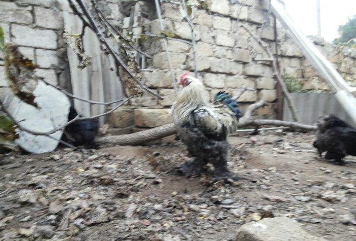 Bramalar satılır. Sağlamdılar. 1 xoruz, 4 toyuq. Toyuqlar hal hazırda