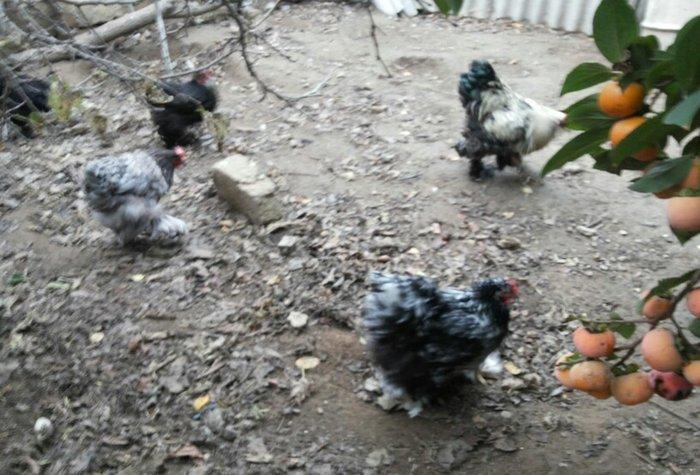 Bramalar satılır. Sağlamdılar. 1 xoruz, 4 toyuq. Toyuqlar hal hazırda