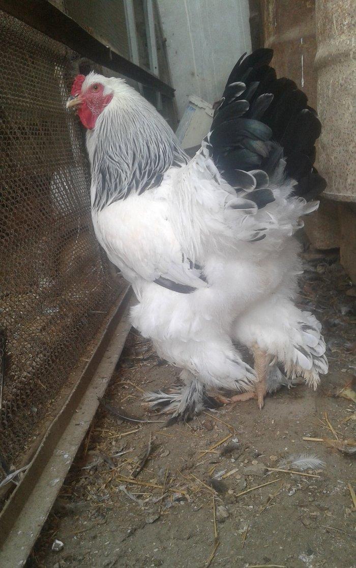 Temiz qan Light brama xoruzlari.
7 ayliq esl damazliq xoruzlar. Ata