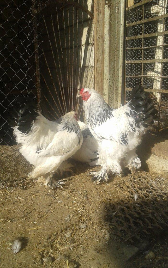 Temiz qan Light brama xoruzlari.
7 ayliq esl damazliq xoruzlar. Ata