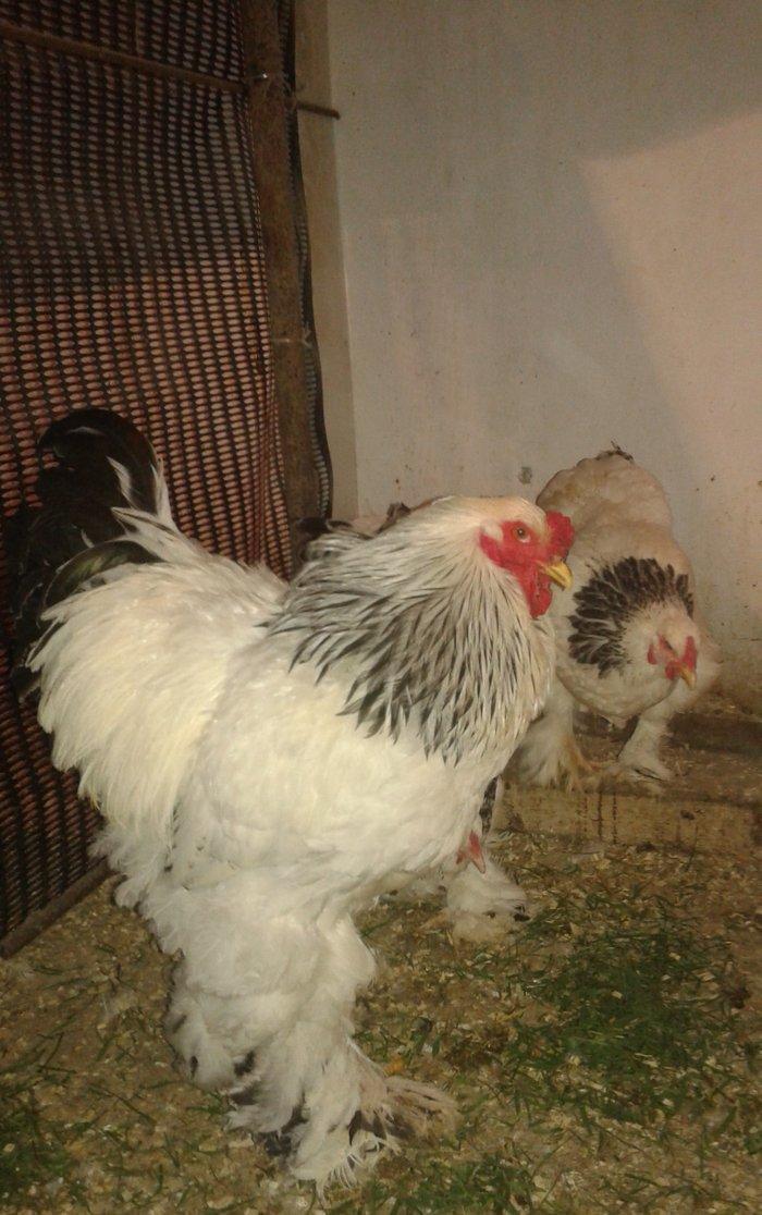 Temiz qan Light brama xoruzlari.
7 ayliq esl damazliq xoruzlar. Ata