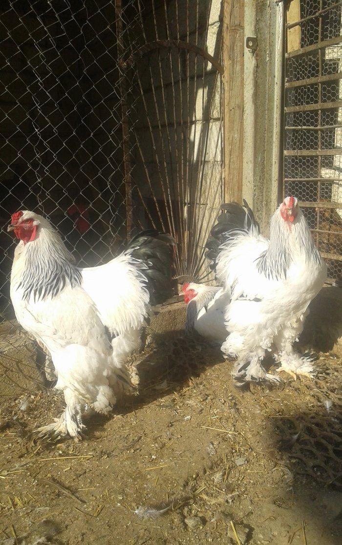 Temiz qan Light brama xoruzlari.
7 ayliq esl damazliq xoruzlar. Ata