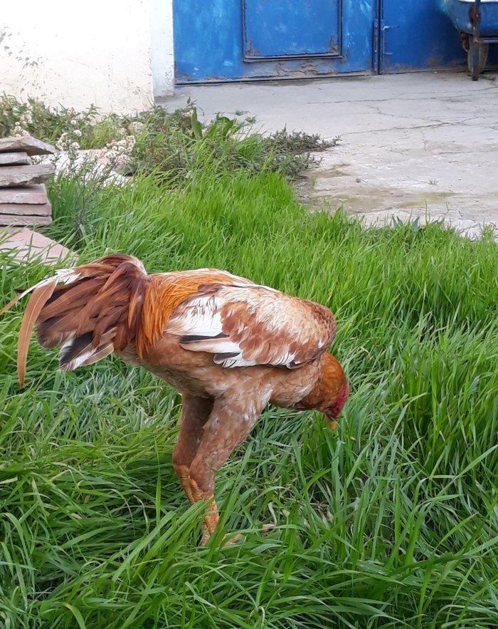 8 ayi tamam olmuyub hele atasi filippindi anasi turkdu atasi meydan xo