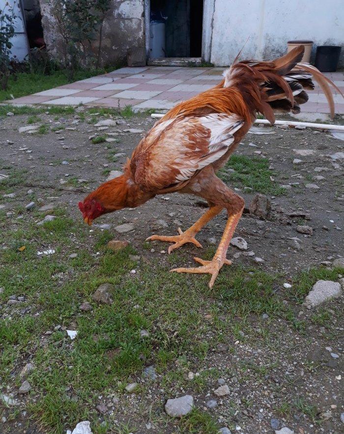 8 ayi tamam olmuyub hele atasi filippindi anasi turkdu atasi meydan xo