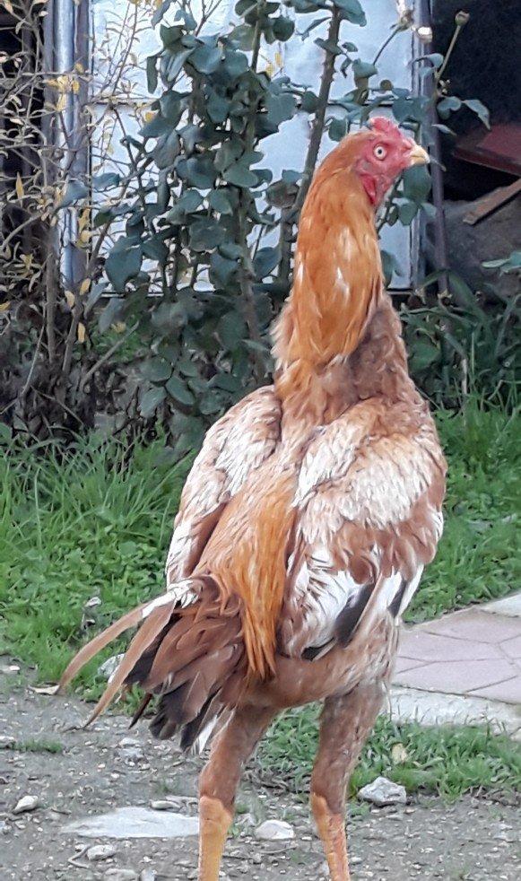 8 ayi tamam olmuyub hele atasi filippindi anasi turkdu atasi meydan xo