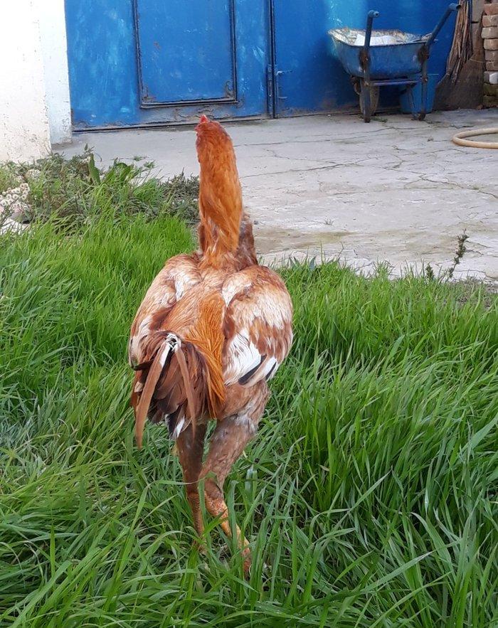 8 ayi tamam olmuyub hele atasi filippindi anasi turkdu atasi meydan xo