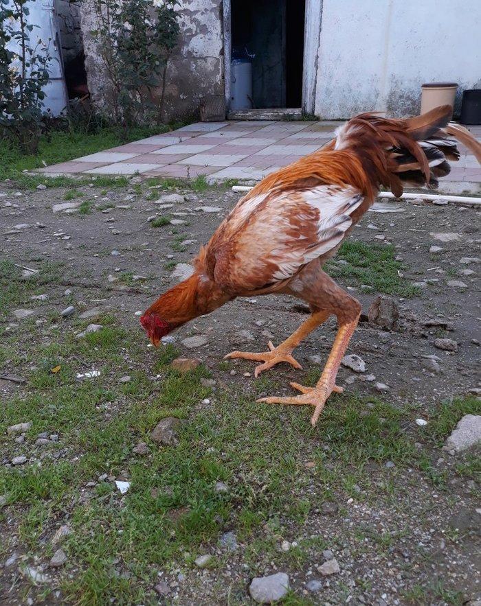 8 ayi tamam olmuyub hele atasi filippindi anasi turkdu atasi meydan xo