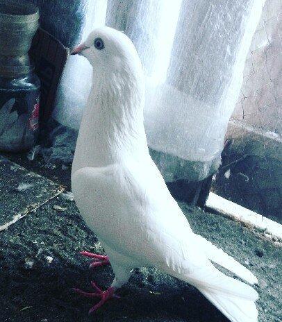 Erkey qusdu qusa sohbet yoxdu retqi olan bişeyerdendi melum meseldi uç