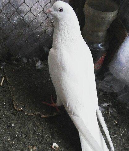 Erkey qusdu qusa sohbet yoxdu retqi olan bişeyerdendi melum meseldi uç