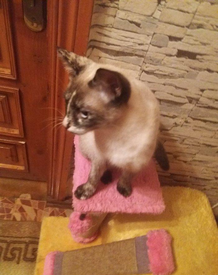 отдам кошку в добрые любищие руки.ангорка смешанная с сиамской. 7-8 ме