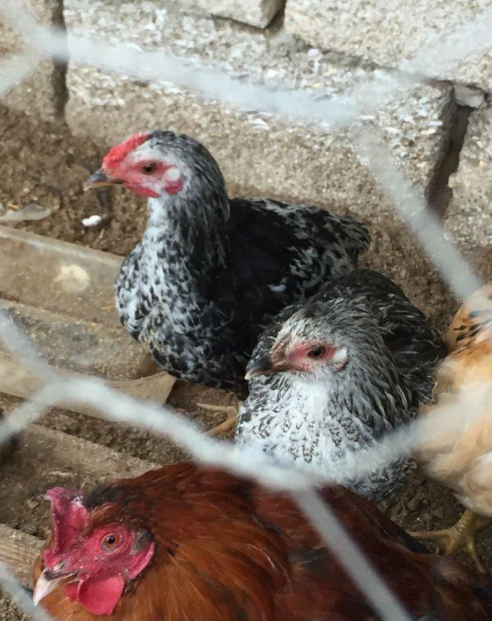 Mene 15 20 dene bu ilki fere lazmdı kimde varsa zehmet olmasa