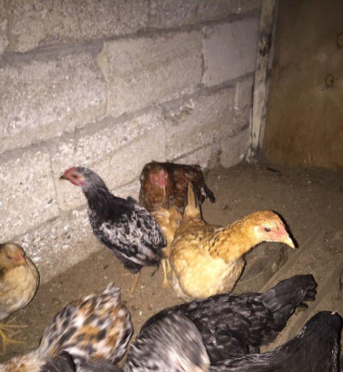 Mene 15 20 dene bu ilki fere lazmdı kimde varsa zehmet olmasa