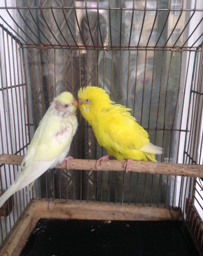 Hazir cud satiram, yas 1,5 ildir!!Bala veren quslardi amma balara yaxs