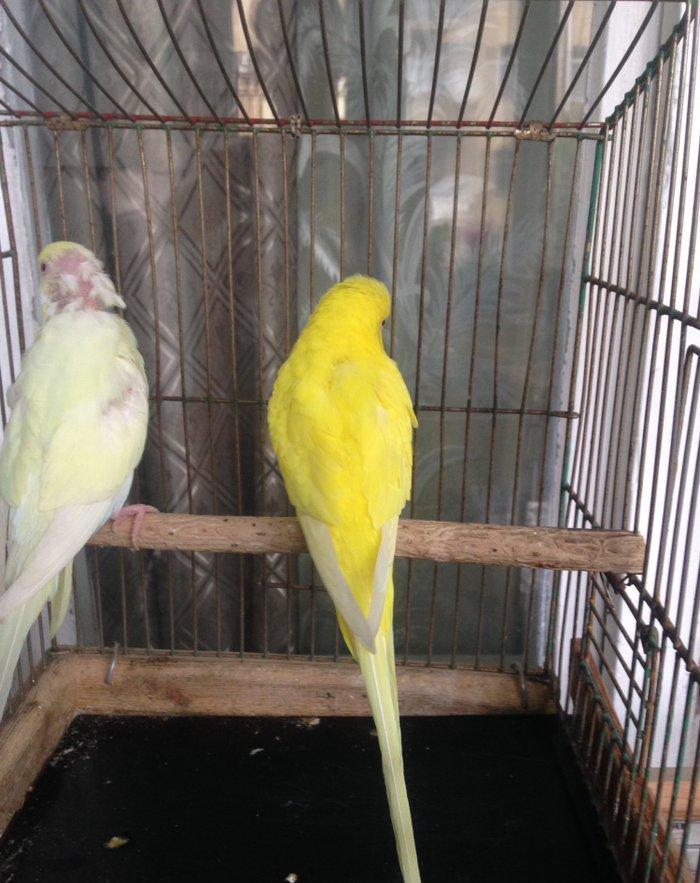 Hazir cud satiram, yas 1,5 ildir!!Bala veren quslardi amma balara yaxs