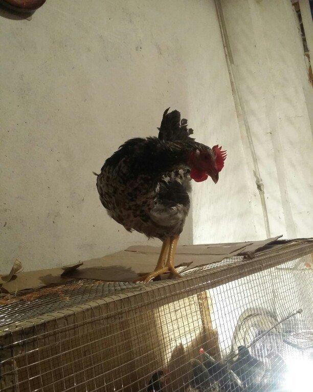 Salam Lənkəranda mikrorayonda YENİ DÜNYA marketin yanında yerləşən yen