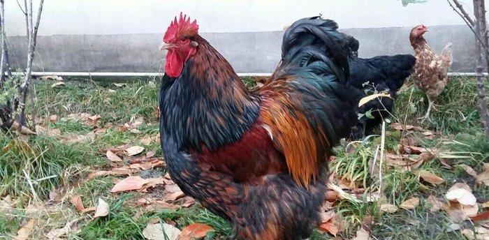 11 aylıq orpinqtonlar cüt satılır vəya iki ədəd təmiz cins qold brama