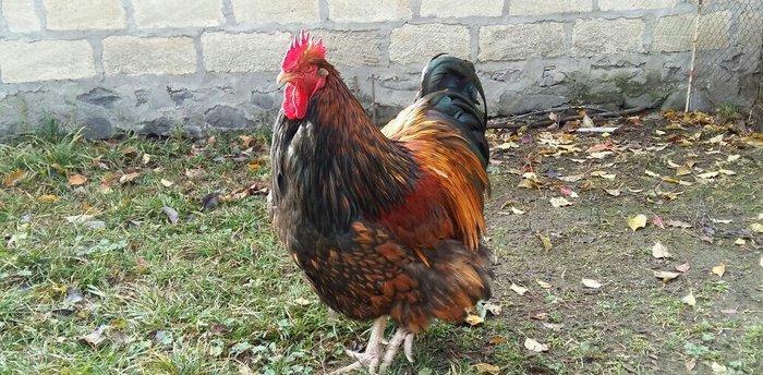 11 aylıq orpinqtonlar cüt satılır vəya iki ədəd təmiz cins qold brama